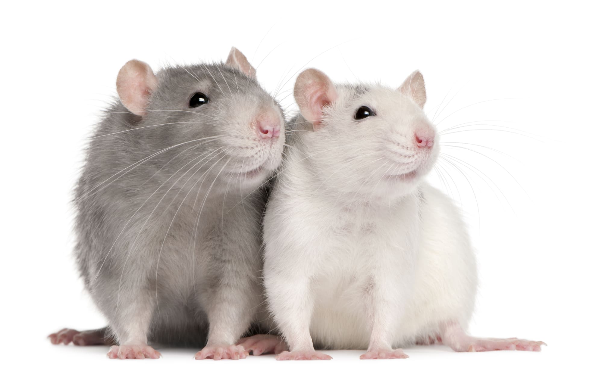 Why Rats Come In The House Keep Rats Away Cats Smells Help