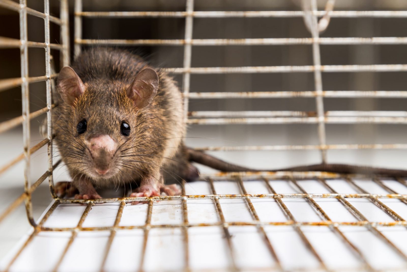 Why rats come in the house. Keep rats away. Cats & smells help