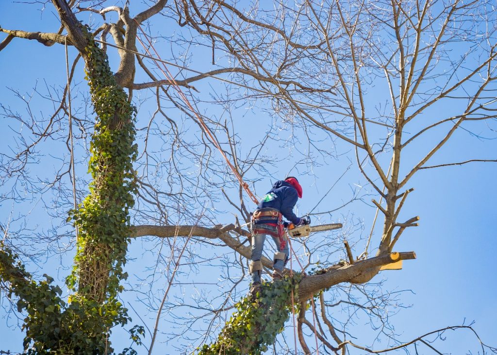 Hire an Arborist