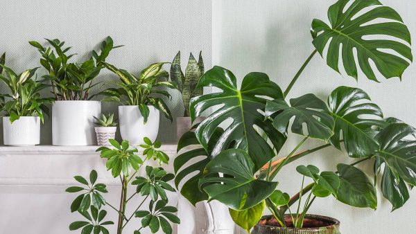 Indoor plants variete - monstera, zz plant, schefflera in the room with light green walls, indoor garden concept