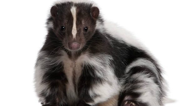 Striped Skunk, Mephitis Mephitis, 5 years old, lying in front of white background