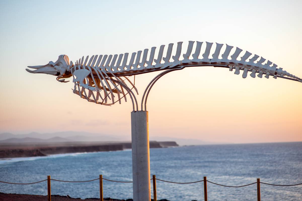 Fish skeleton monument on the coast near El Cotillo village on Fuerteventura island