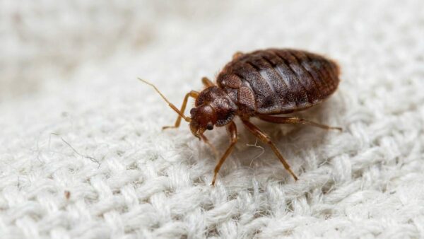 adult bed bug size and colour on mattress